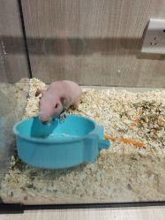 -Moni星球萌宠·小马宝莉·灵蛇·高端高阶全萌宠互动体验俱乐部(红豆国际广场店)