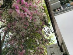 -深圳国际园林花卉博览园