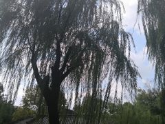 -月湖公园
