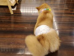 -豆柴町-柴犬主题狗咖(红鼎国际C座店)