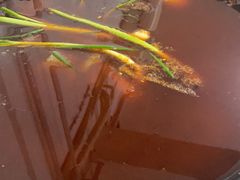 芋儿鸡-石灰市毛记烧鸡公(解放碑店)