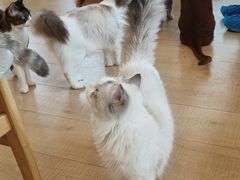 -Let's go狗咖·猫咖·奶狗·桌游(春熙路IFS店)