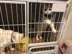 -猫色咖啡·猫咖