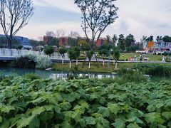 -天府芙蓉园