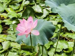-荔湾湖公园