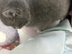 -喵汪萌宠屋旗舰店.洗澡美容.猫狗基地