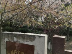 -高东镇樱花园