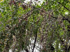 -证大大拇指广场(芳甸路店)