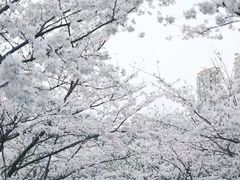 -院士公园