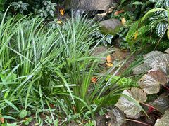 -深圳仙湖植物园