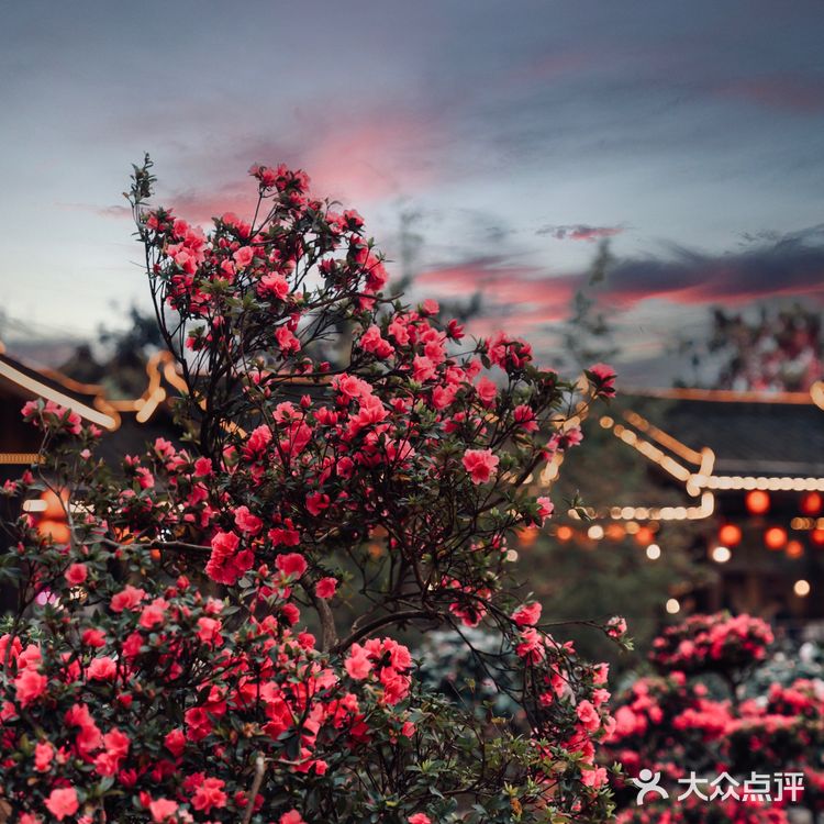 重庆小众拍照地｜隐藏在南山上的花海火锅公园
