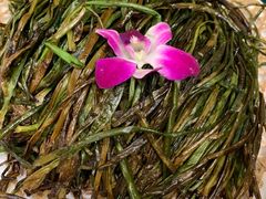 -老吉堂上海本帮菜(望京万象汇店)