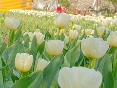 -苏州上方山国家森林公园