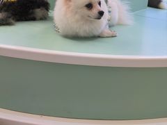 -怪兽屋·羊驼·猫咖·狗咖(俊华广场店)