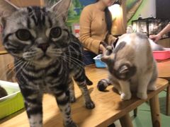 -藦茜花园宠物主题亲子互动体验馆(国顺东路店)