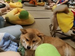 -逗柴咖啡屋·狗咖猫咖宠物桌游