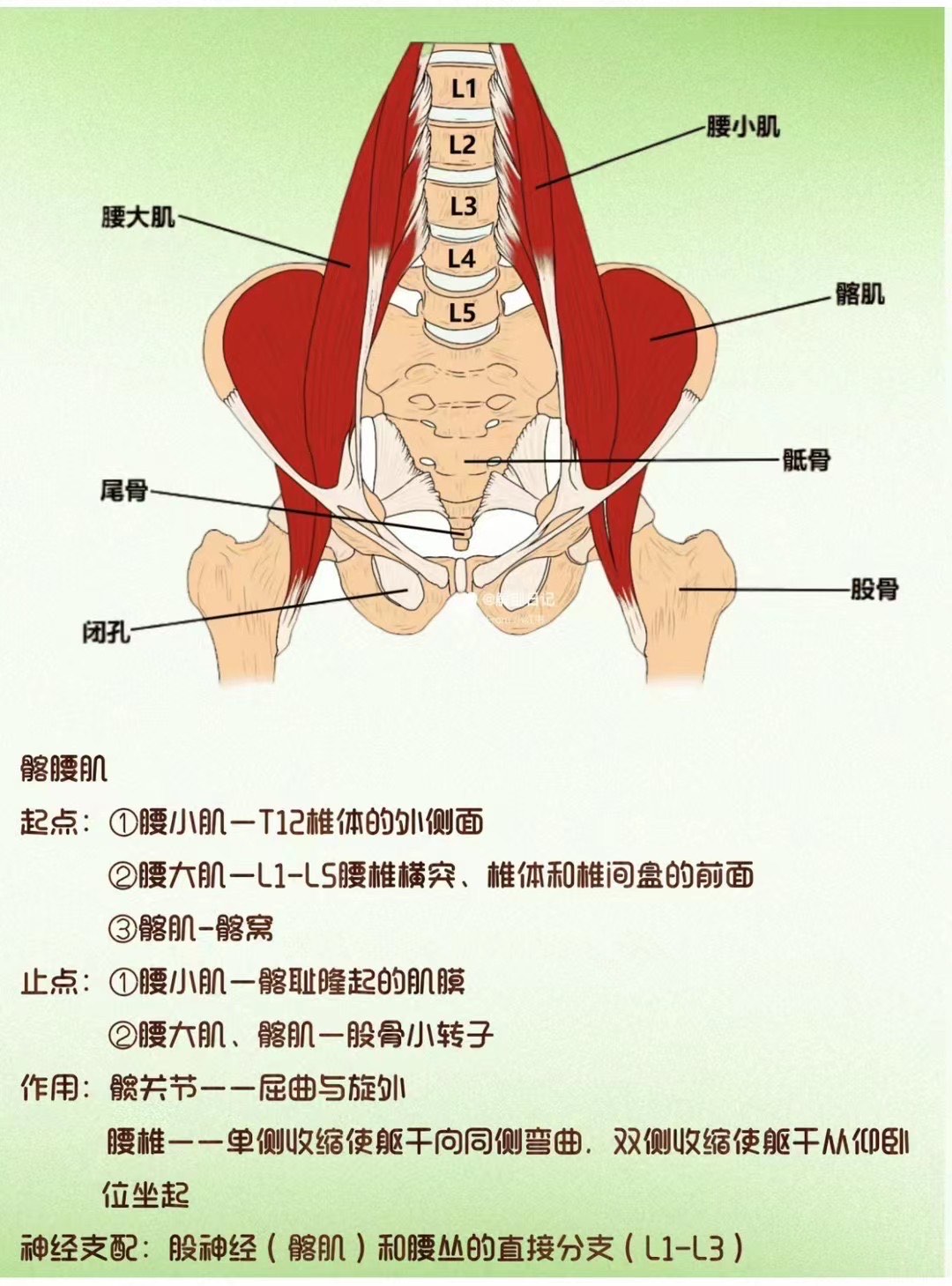 髂骨肌肉疼痛图片