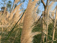 -春花秋色城市公园
