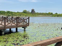 -上海海湾国家森林公园