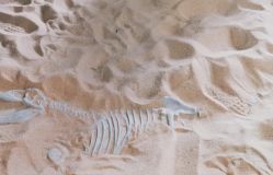 -恐龙探索乐园(磁器口店)