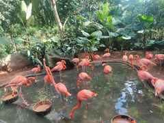 -海南热带野生动植物园