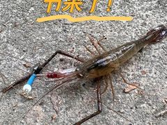 -三林塘老街