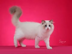 -超宠爱宠物摄影-Super pet