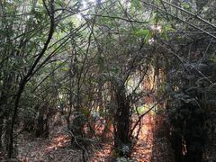 -深圳国际园林花卉博览园