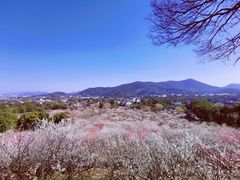 -香雪海