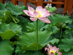 -洪湖生态旅游区