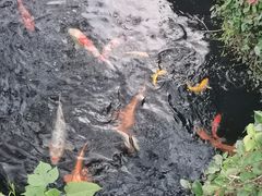 -杭州西湖柳莺里酒店·闻莺厅