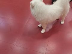 -和它·交个朋友·狗咖猫咖(爱琴海店)