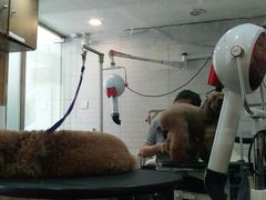 -PETKIT小佩宠物(古北店)