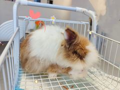 -怪兽屋·羊驼·猫咖·狗咖(俊华广场店)