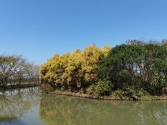 -大湾区中央湿地公园