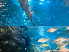 -太平洋海底世界