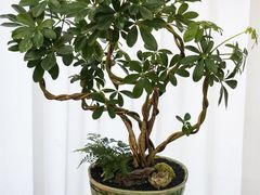 -F.Story 花和故事(新天地店)