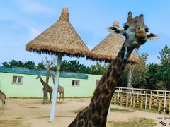 -西霞口神雕山野生动物世界