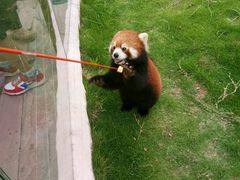 小熊猫-灵玲国际马戏城