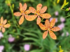 -深圳市中科院仙湖植物园