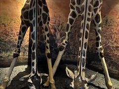 -上海海洋水族馆