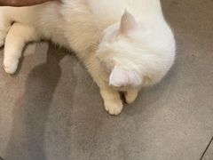 -吉丁鸟咖·异宠·寄养