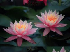 -宝墨园景区