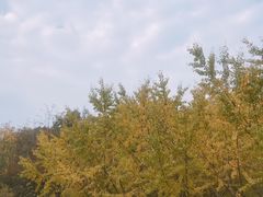 -千年银杏谷文化旅游区