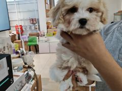 -翊宠yipet猫狗购宠庄园犬舍•猫舍