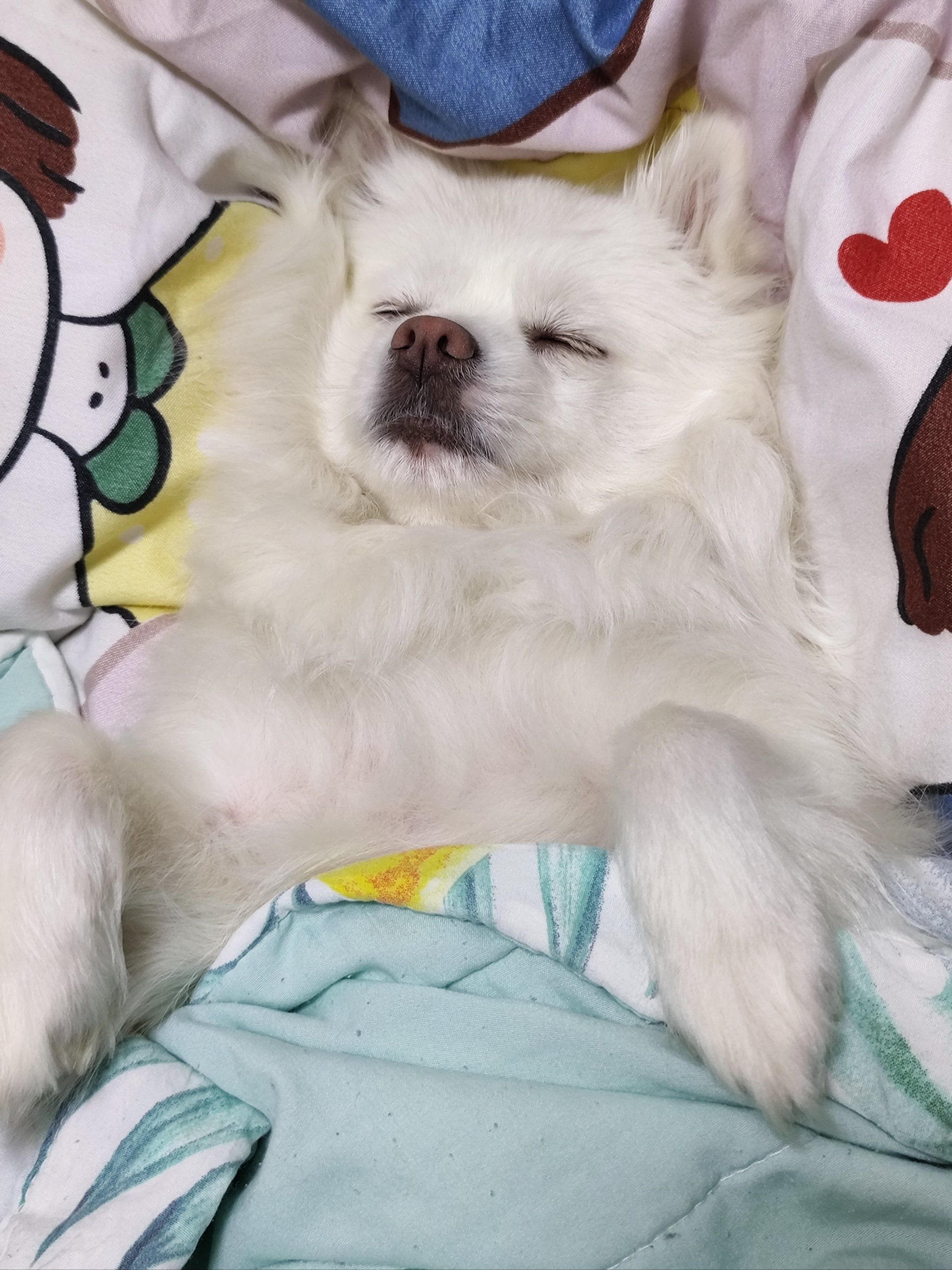 欧弟小狗98