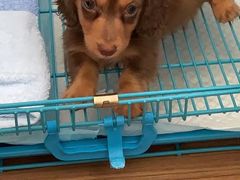 -翊宠yipet猫狗购宠庄园犬舍•猫舍