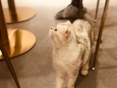 -飞行喵MR PILOT|猫舍·猫咖(静安大融城店)