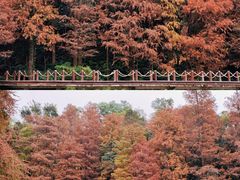 -深圳市中科院仙湖植物园