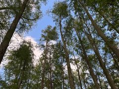 -上海共青森林公园